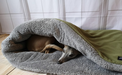 Olive jumbo cord fleece - jumbo, dog